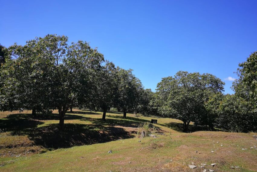 actual photo of mango farm in pangasinan province